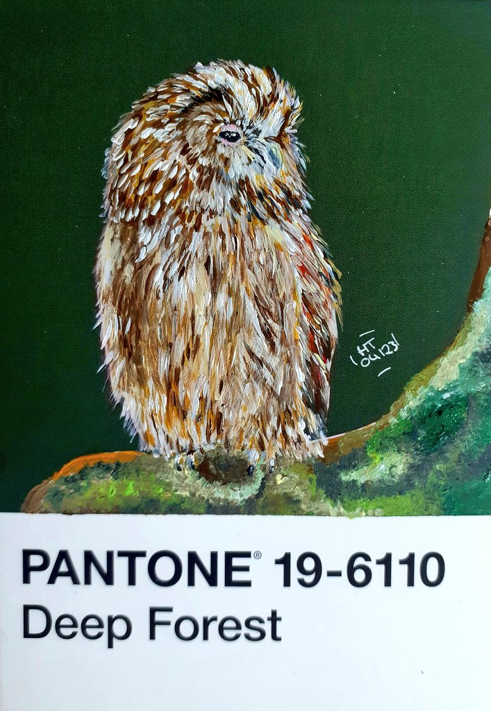 mimoshannah's tweet photo. My tawny owl is a little late to the party but really wanted to join!

#birdwhisperer
#kleineKunstklasse 
#pantonechallenge https://t.co/UAQ4GJ2ExX