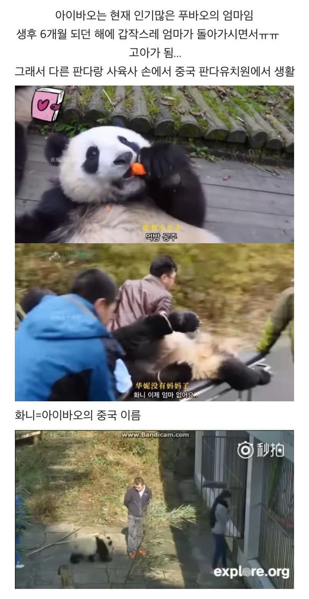 lovx11_very's tweet photo. 학대받던 아이바오(푸바오 엄마)가 
우리나라 사육사한테 마음을 열게 된 과정 https://t.co/GwCt6qpzcH