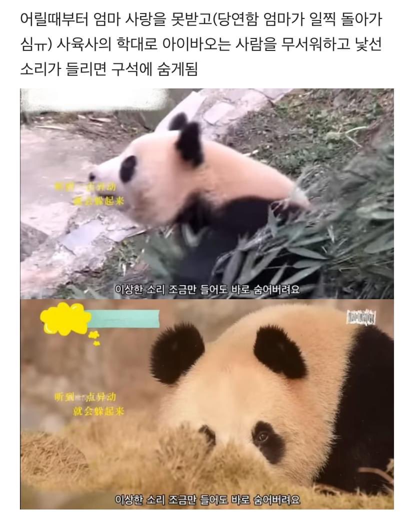 lovx11_very's tweet photo. 학대받던 아이바오(푸바오 엄마)가 
우리나라 사육사한테 마음을 열게 된 과정 https://t.co/GwCt6qpzcH
