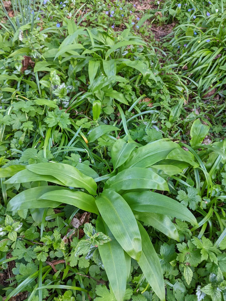 @carbonatefan @rpancost @i_jayas We use it a lot in Austria in the kitchen it's so tasty. I'm lucky to have some in my garden growing by the river so I'll try and promote it so I'll get some more next year. Be careful not to pick toxic lily of the valley instead or bluebell leaves, smell every leaf!