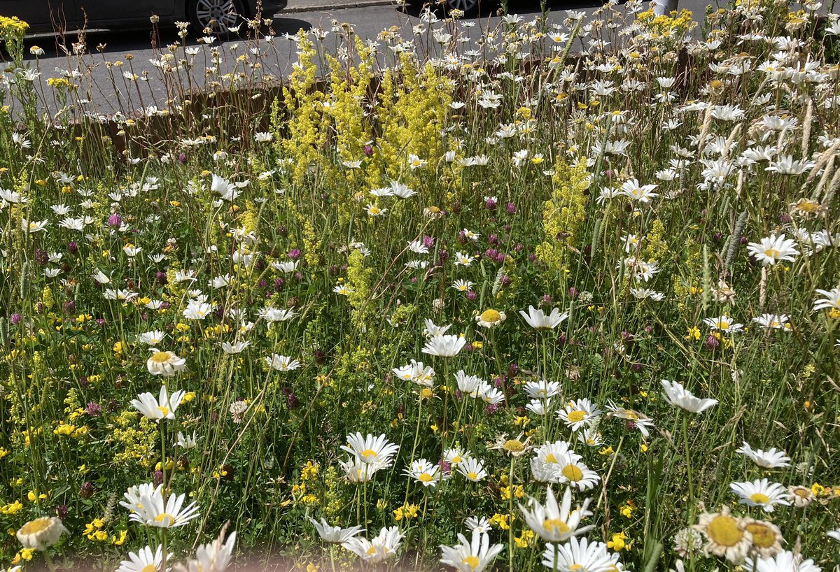 On the eve of #NoMowMay (and beyond!) here’s a little thread on why both mowing AND not mowing different parts of your lawn can be brilliant for wildlife. Sounds perverse? It’s all about long-grass and short-grass, and why you want both…