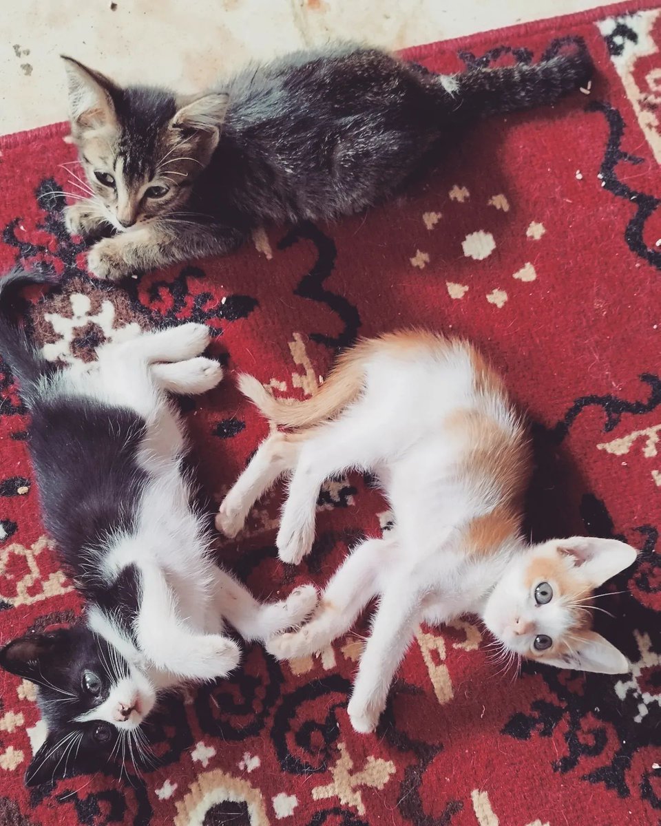 ygmstv6397fhdjk's tweet photo. Happy Sunday..... ❤️❤️

There is no more help for us,
For vet bills or for food...
We are so sad and helpless 🥲🥲

#cat #cutecat #kitten #cutekitten #straycats #savestraycats #helpforcats #helpforvetbill #helpus #donateforlife #donatenow #donateorshare #catlover #catloversclub https://t.co/wkmwHaDbOC