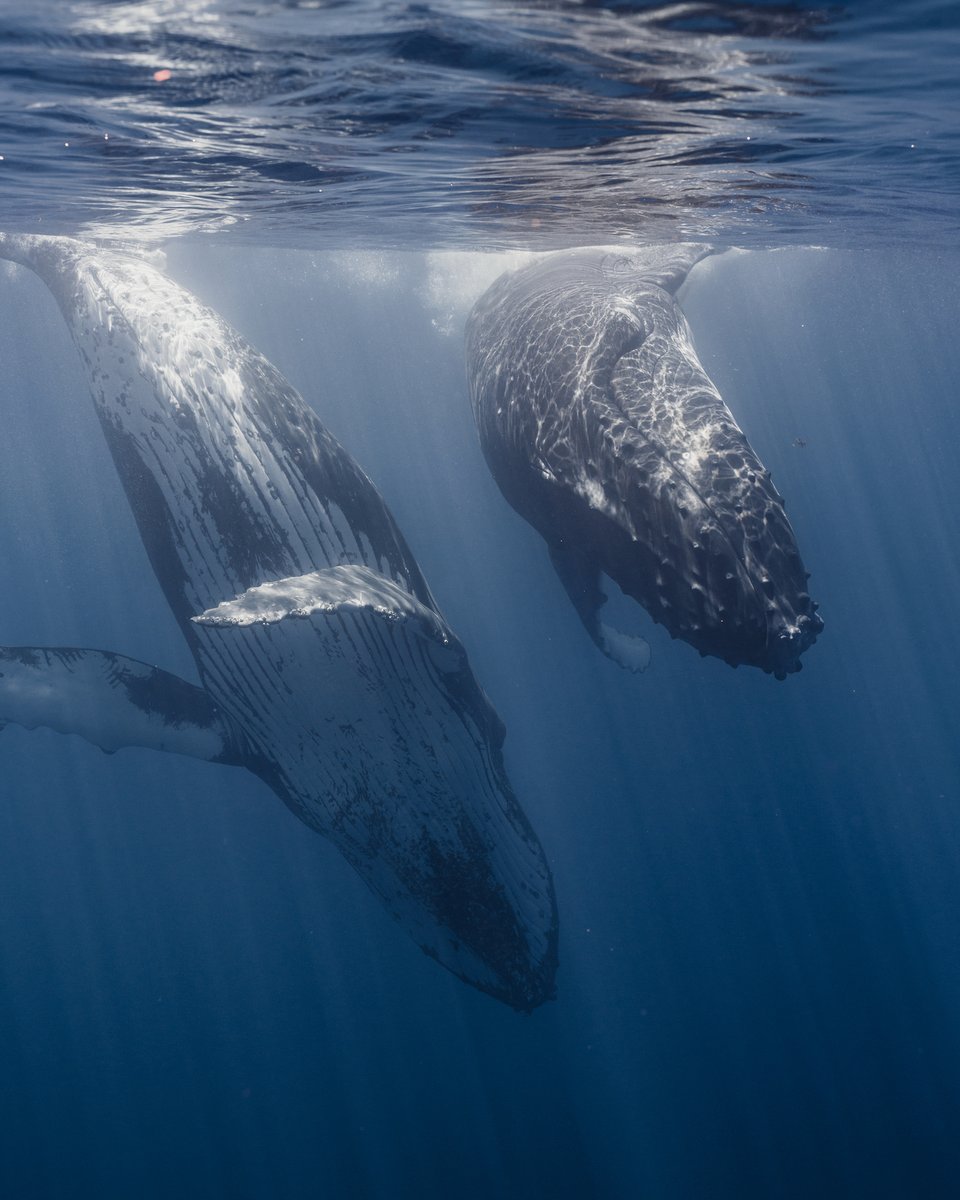 Not a perfect image, just roughly edited...

But can you imagine how you feel when not one, but two 30 tons animals are heading straight at you?

I think you English-speaking folks call it : bliss.