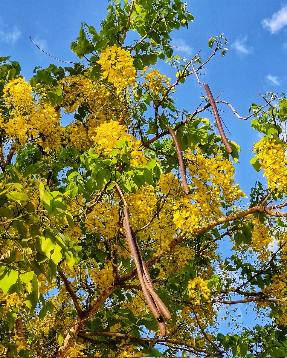 #Cassiafistula #Goldenshowers vibrant blossom of summer!
It's pods are used in #Ayurvedic #medicines .
