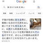 猫のお尻から刺激臭…兄弟を出し抜いてまでも甘えるためだった!