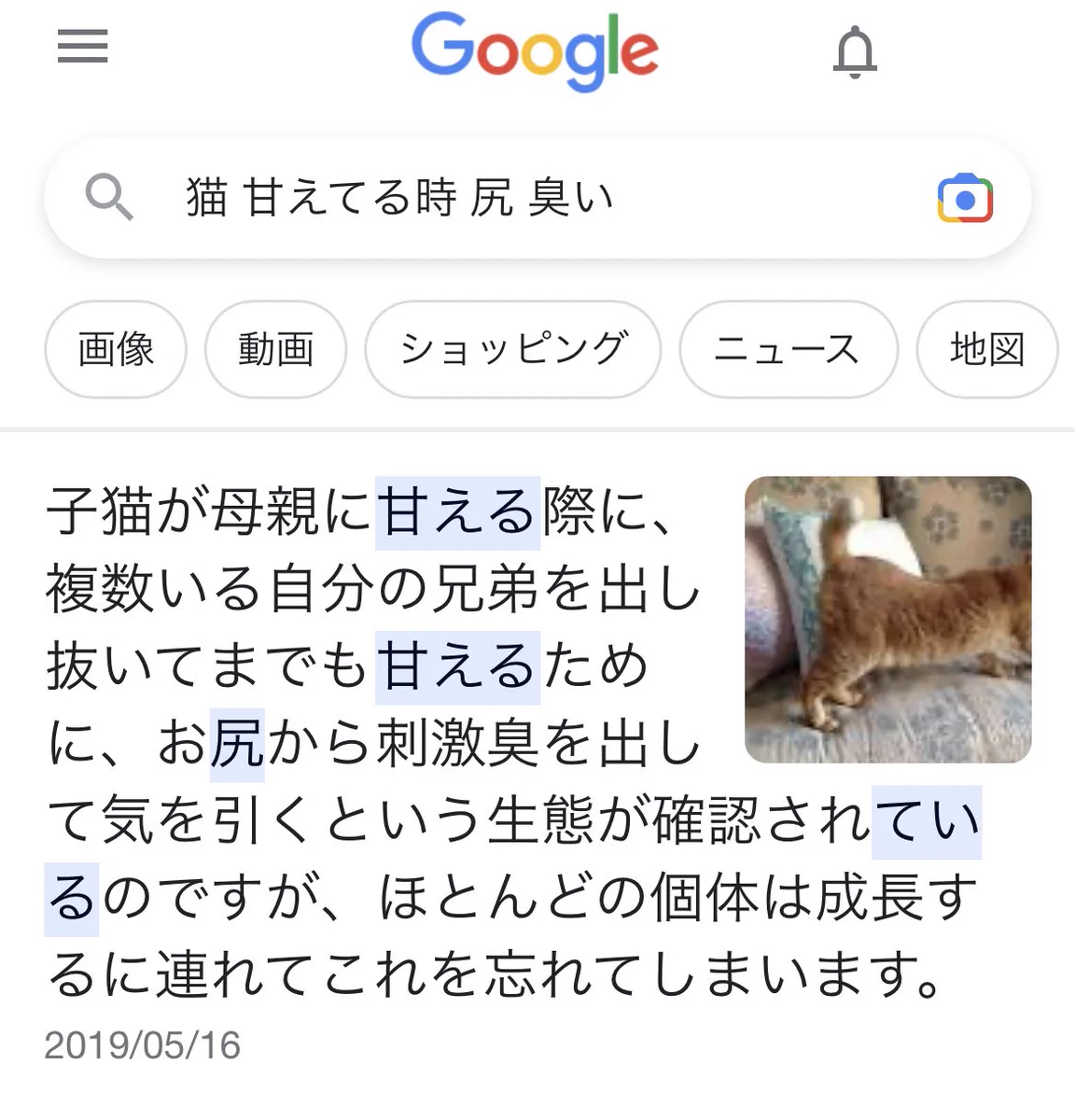 猫のお尻から刺激臭…兄弟を出し抜いてまでも甘えるためだった！