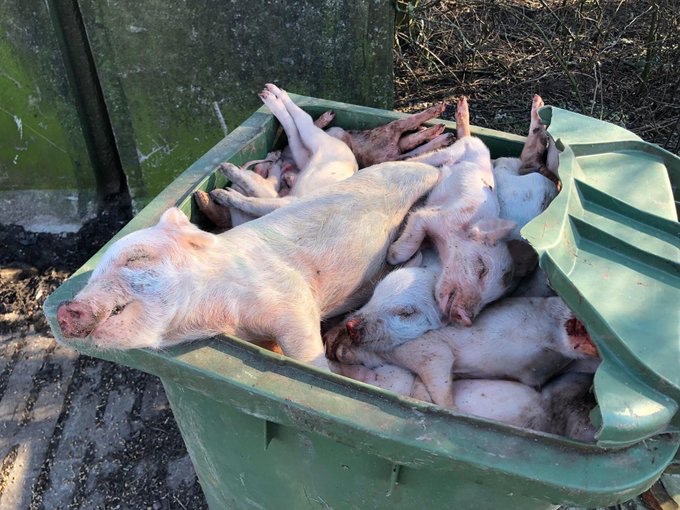 Son_of_Space's tweet photo. Society hates facing uncomfortable truths about the violent cruelty in animal exploitation industries. Hence vegans are hated because we disrupt established ideological norms of apathy &amp; conspiratorial silence. 
If you don’t like what you see, maybe you should stop funding it? https://t.co/CjY1Droykm