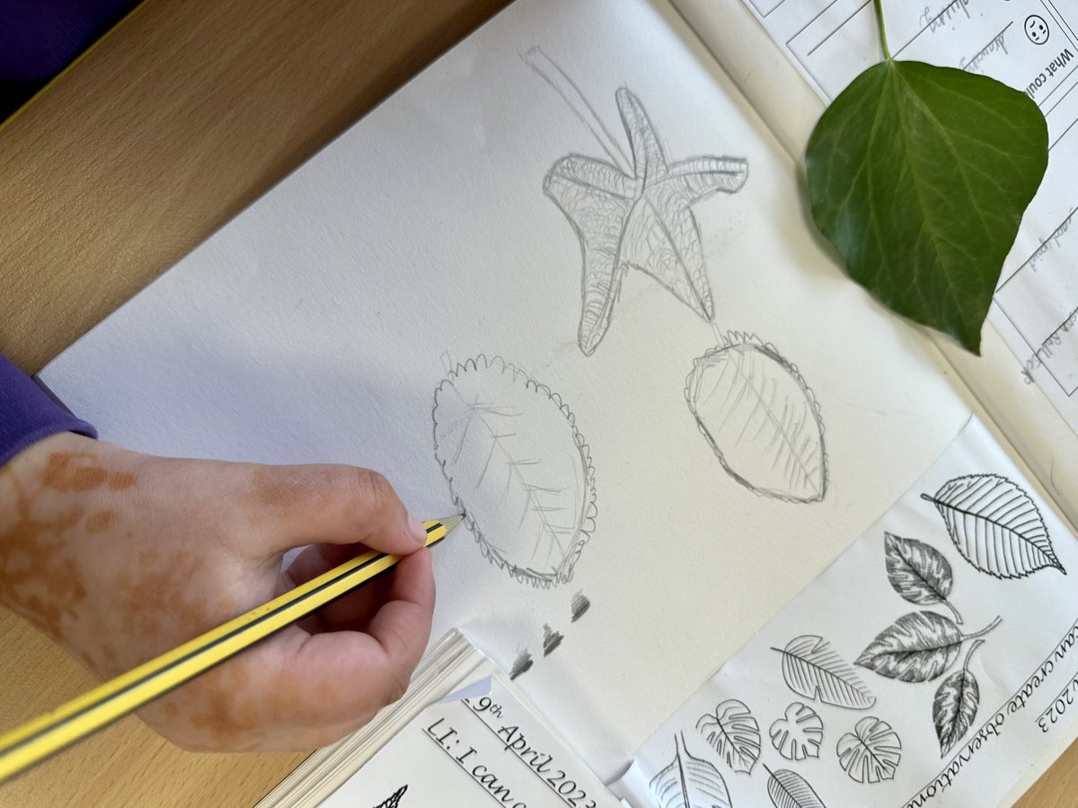 dixons_mb's tweet photo. Observational drawings of leaves - wonderful attention to detail Year 2! #observationaldrawings #primaryart #year2art https://t.co/HMQFj62T2s
