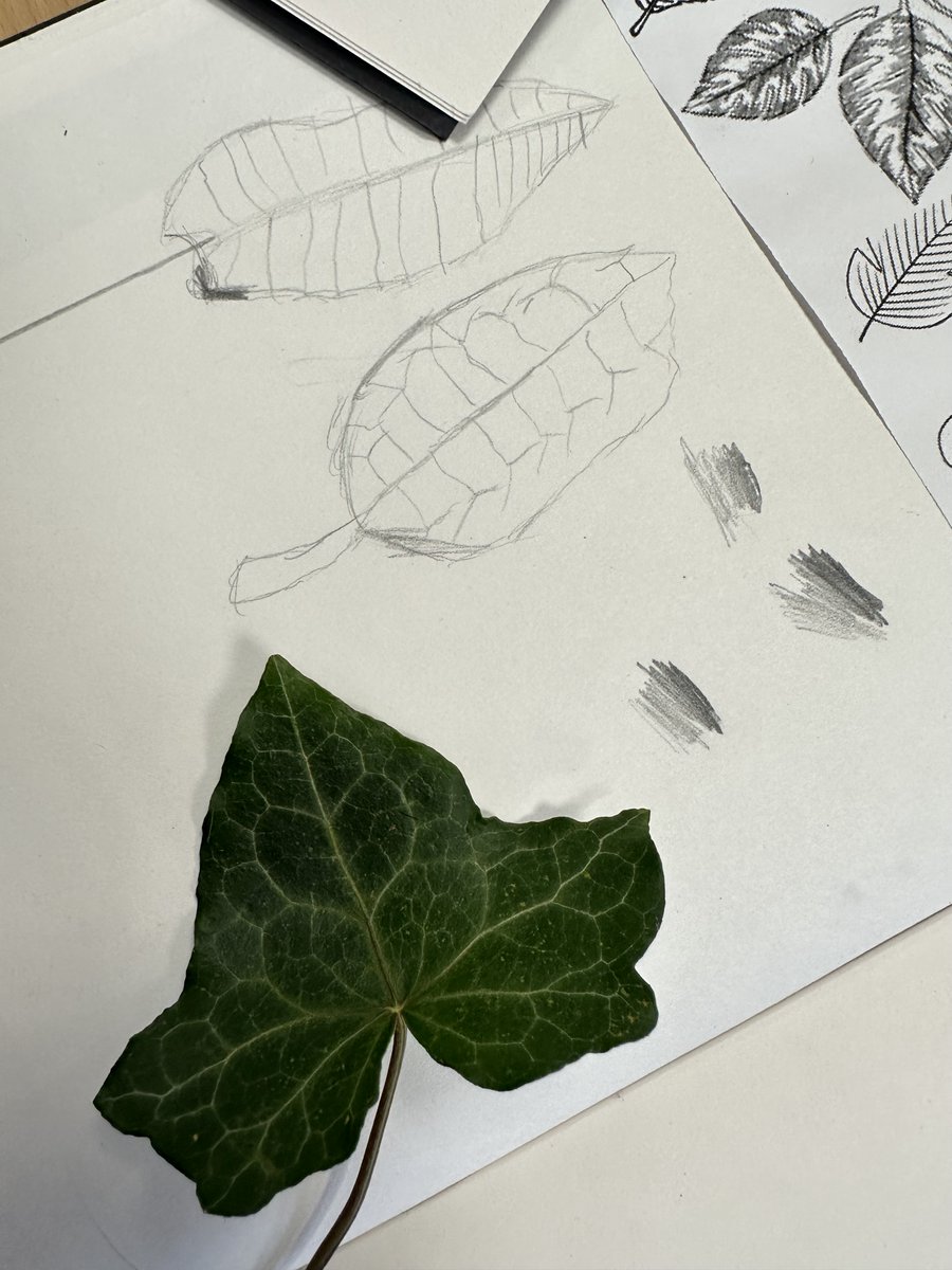 dixons_mb's tweet photo. Observational drawings of leaves - wonderful attention to detail Year 2! #observationaldrawings #primaryart #year2art https://t.co/HMQFj62T2s
