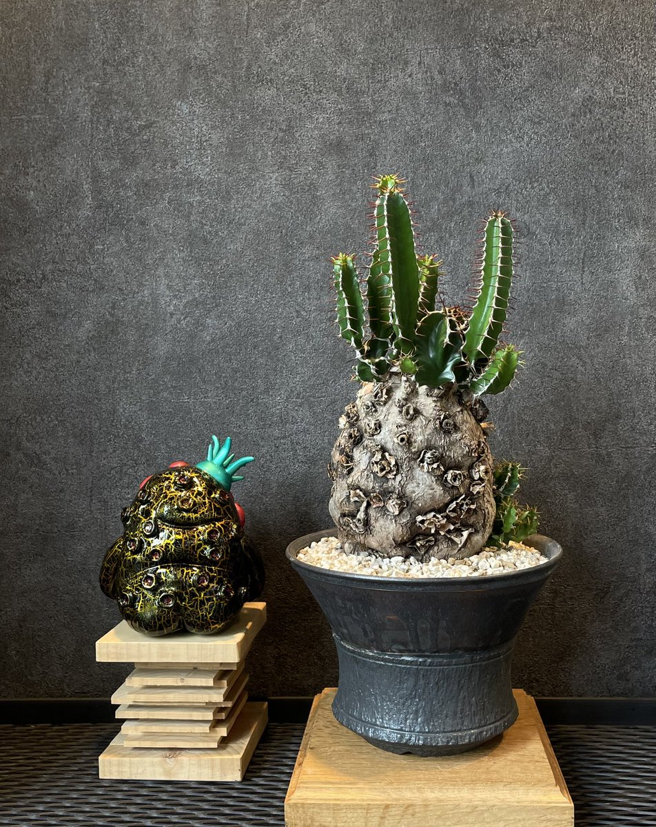 PlantsMake (@Plants_Make29) / Posts / X