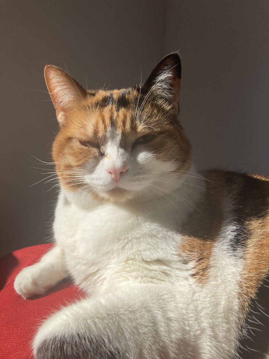 liliththecats's tweet photo. @elbandidounet Le tounel était piégé !! 
Mais j’ai pu m’en sortir à temps ! 
Je rentre à la base 

Rôtis bien rôtis ! https://t.co/kzeLw6fDjH