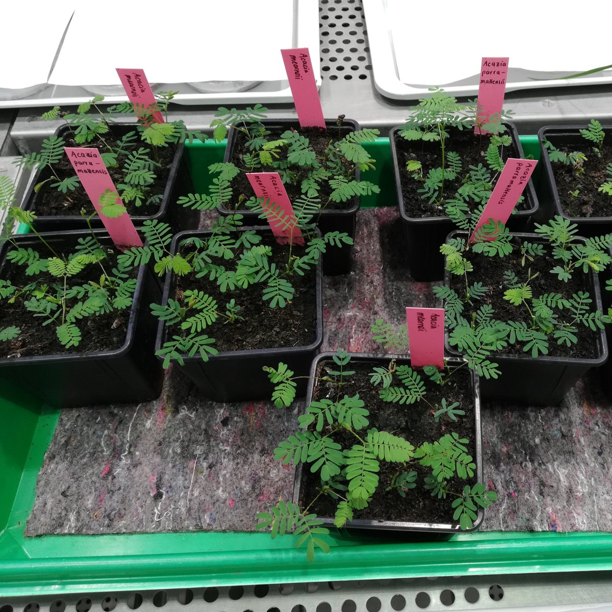 SimonLab_PIE's tweet photo. My group is offering a 65% research position (3 years) in the area of "mechanisms of N uptake in plants" (trees, crops). contact: judy.simon@uni-kassel.de 
#nitrogen #agroforestry 
https://t.co/bTByU0dnuT https://t.co/stxqylRi4j