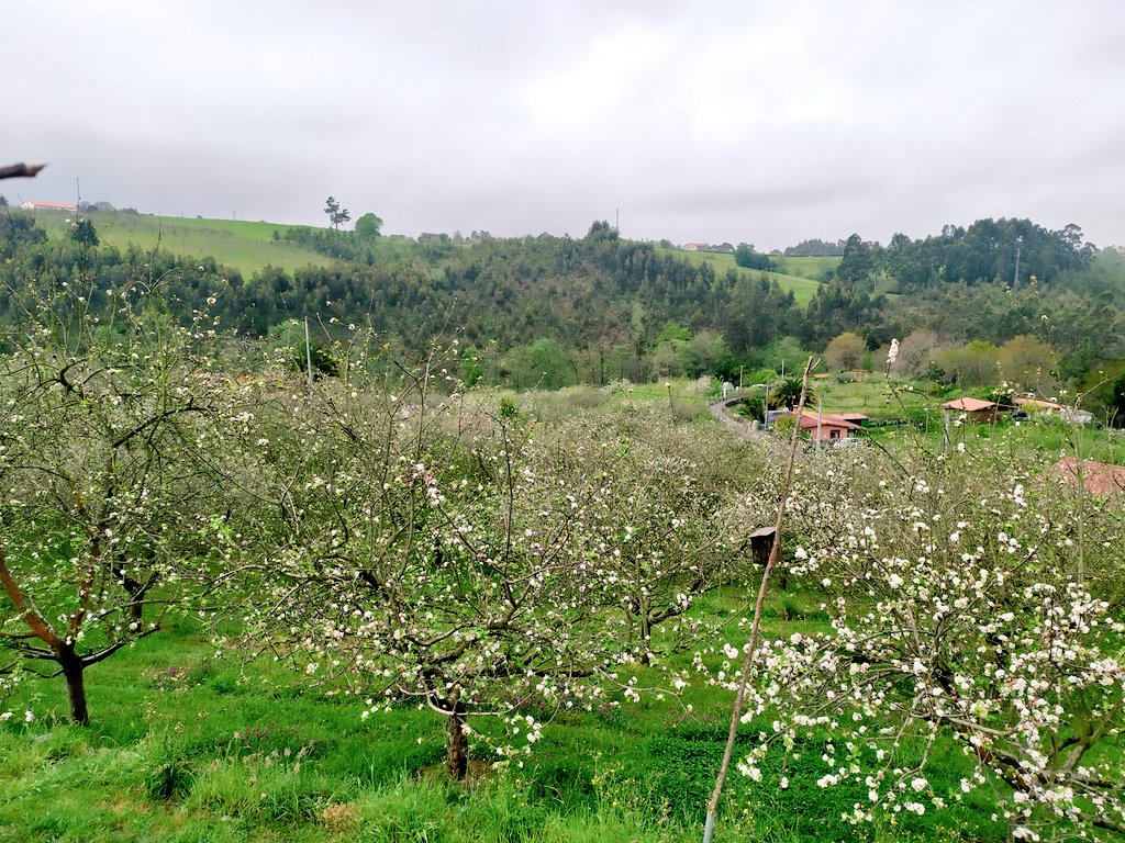 FerrerasIgor's tweet photo. #floriardelpumar
@SidraDasturias 
@SidraturismoAst https://t.co/LED2qysAx0