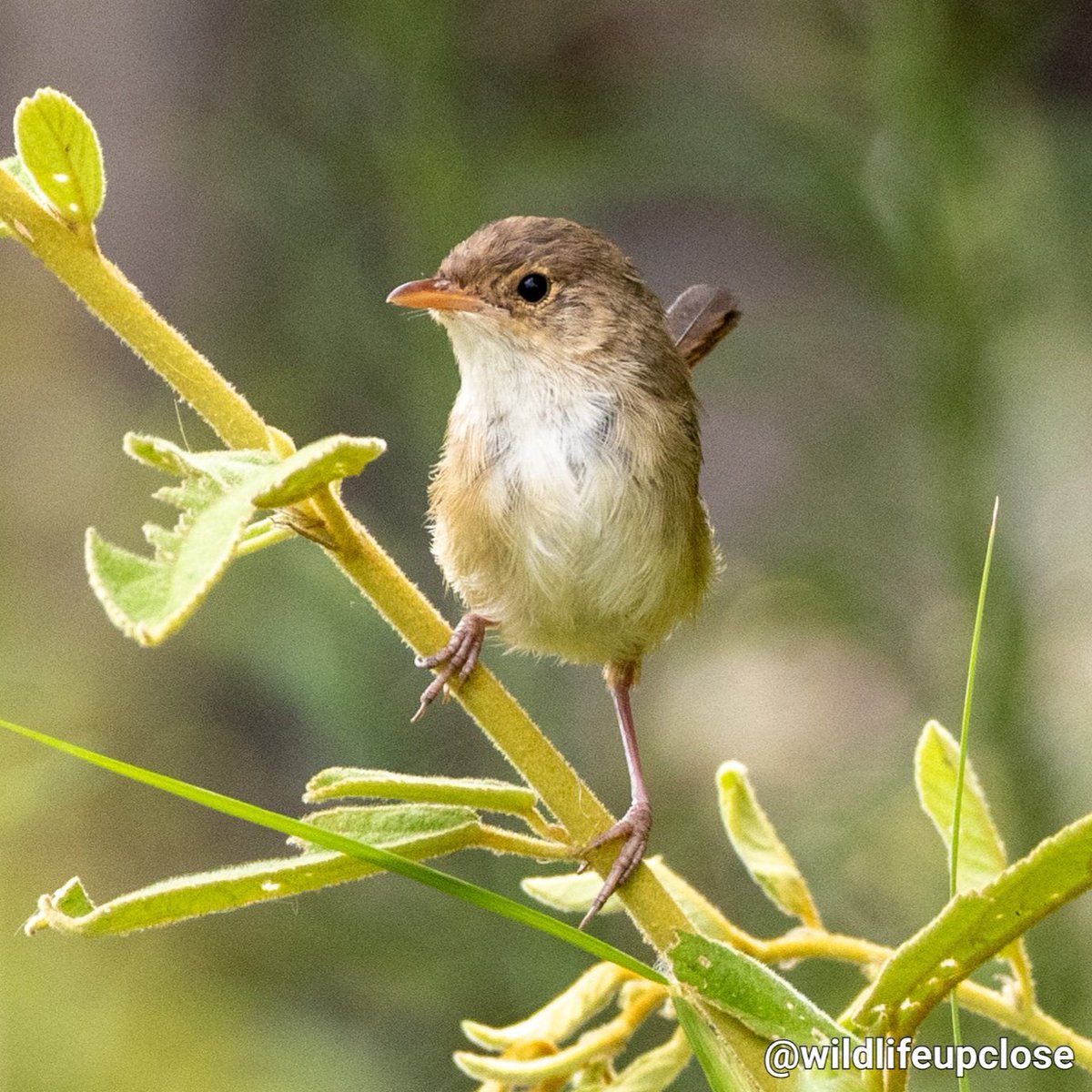 So Cute 💖 Fairy Wren 🪶 #birds #fairywren #wildlife