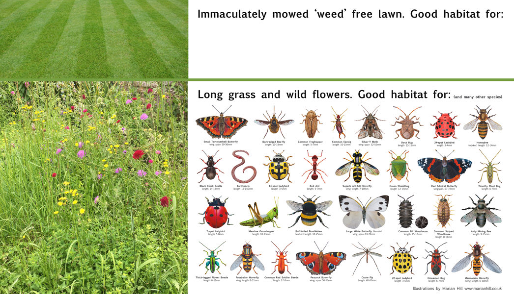 I’m convinced that most people want to help nature thrive &amp; have no idea that some common gardening methods are harmful to wildlife. I’ve created a poster to illustrate the benefits of long grass habitat. Using weedkiller can seriously damage wildlife. #nomow #nomowmay #organic