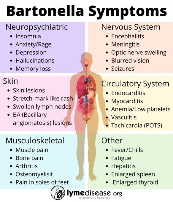 TBDAwareness's tweet photo. Symptoms of #Bartonella https://t.co/dBrYoWFmcO