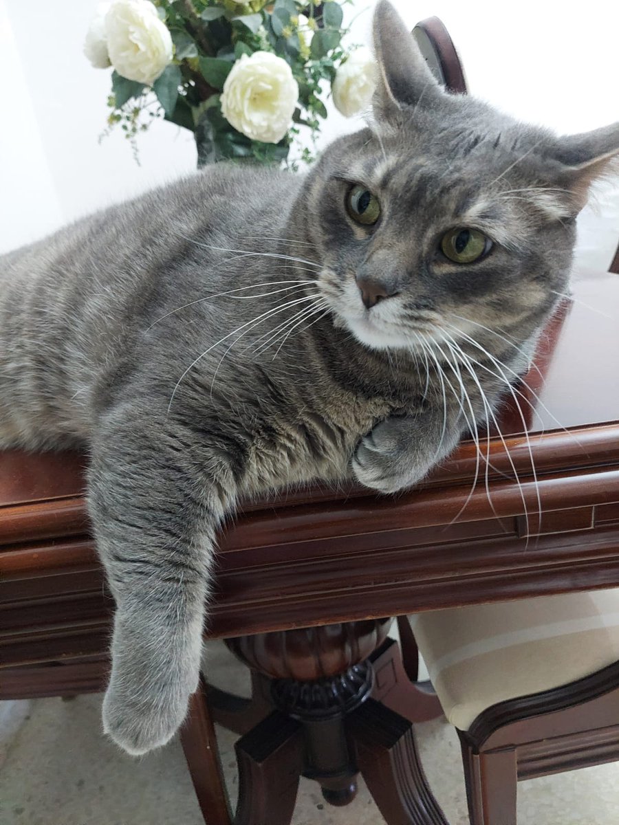 up_person's tweet photo. 😭😭😭 #Huelva

Lo de siempre 😠, su dueño, una persona mayor, ingresa en una residencia 😥 y los hijos 😠 no quieren al gato. 

Jamás ha salido de casa, castrado, es muy bueno. 

Necesita una #Adopción #PorFavor 🙏🙏🙏

➕ Información en🧵y
en  contacto (wasap)
 ☎️722 134 197 https://t.co/HObI8VwI0S