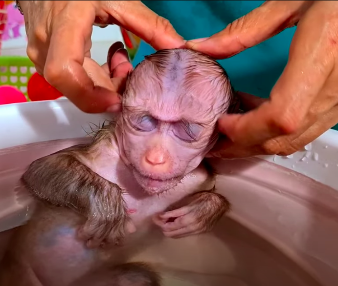 Today's monkey bath