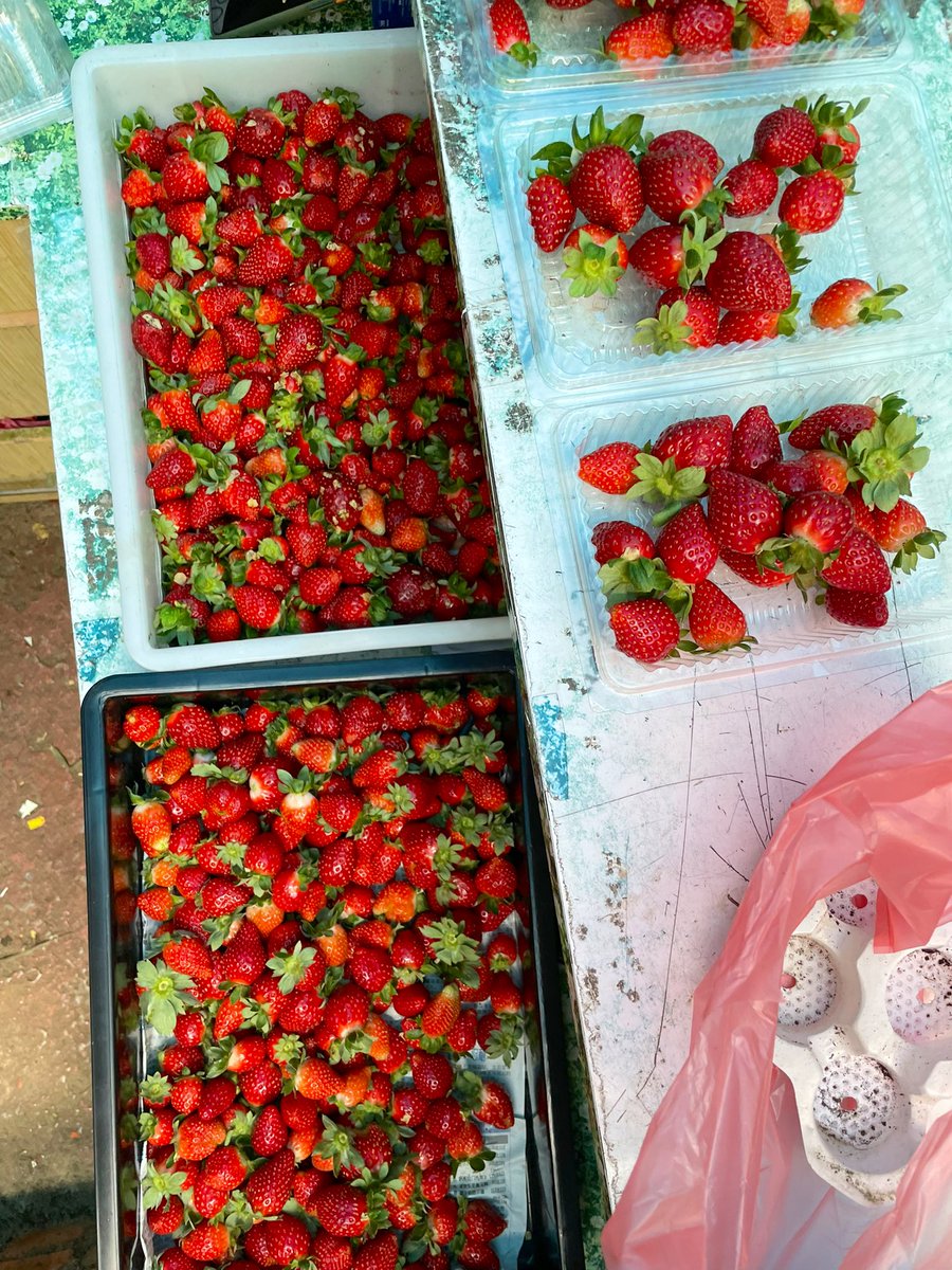 IsaacosmanTV's tweet photo. Untuk yang suka makan buah strawberry, sekarang adalah masa paling sesuai untuk naik ke Cameron Highlands.

Harga buah strawberry sangat murah sekarang disini disebabkan cuaca yg baik, 1kg RM15 sahaja ada yang sampai RM10 utk 1kg. Saiz besar ada kecil pun ada. https://t.co/9DL7jjAna3