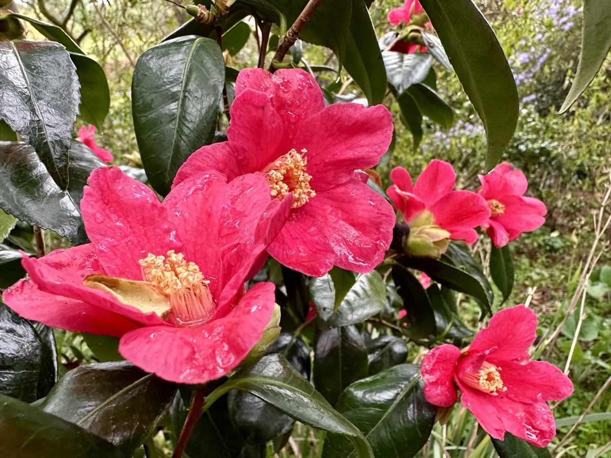 Plenty of camellias in flower in the pine wood ⁦@Ness_Gardens⁩ at the moment, including C. ‘Spring’s Promise’ bred by Dr Clifford Parks in North Carolina