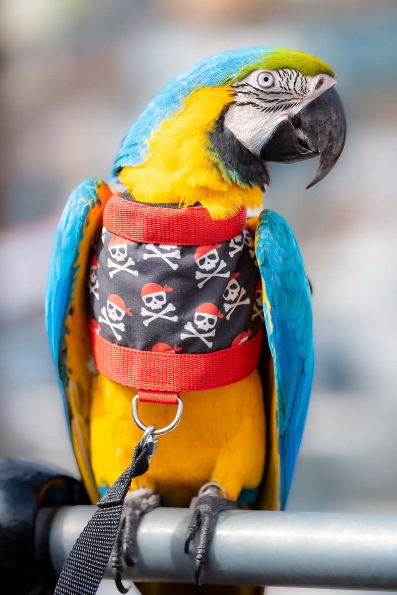 📷 Simon Day 📷 tweet media