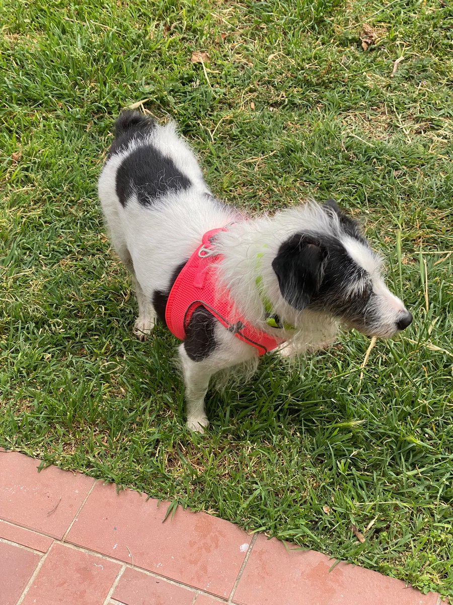 Pets In Turkey tweet media