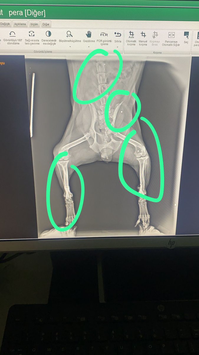 Pets In Turkey tweet media