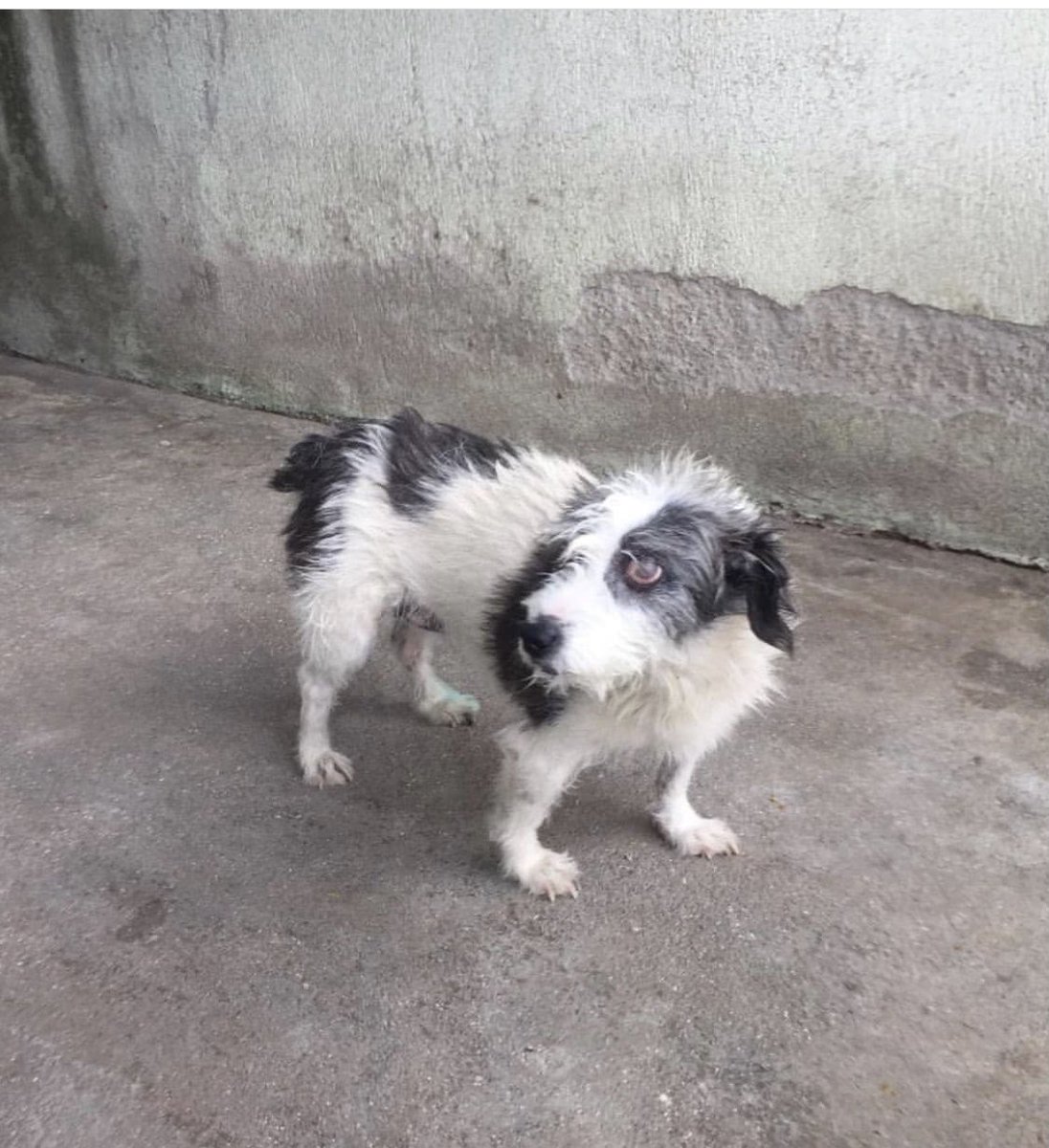 Pets In Turkey tweet media