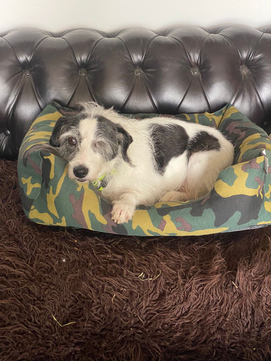 Pets In Turkey tweet media