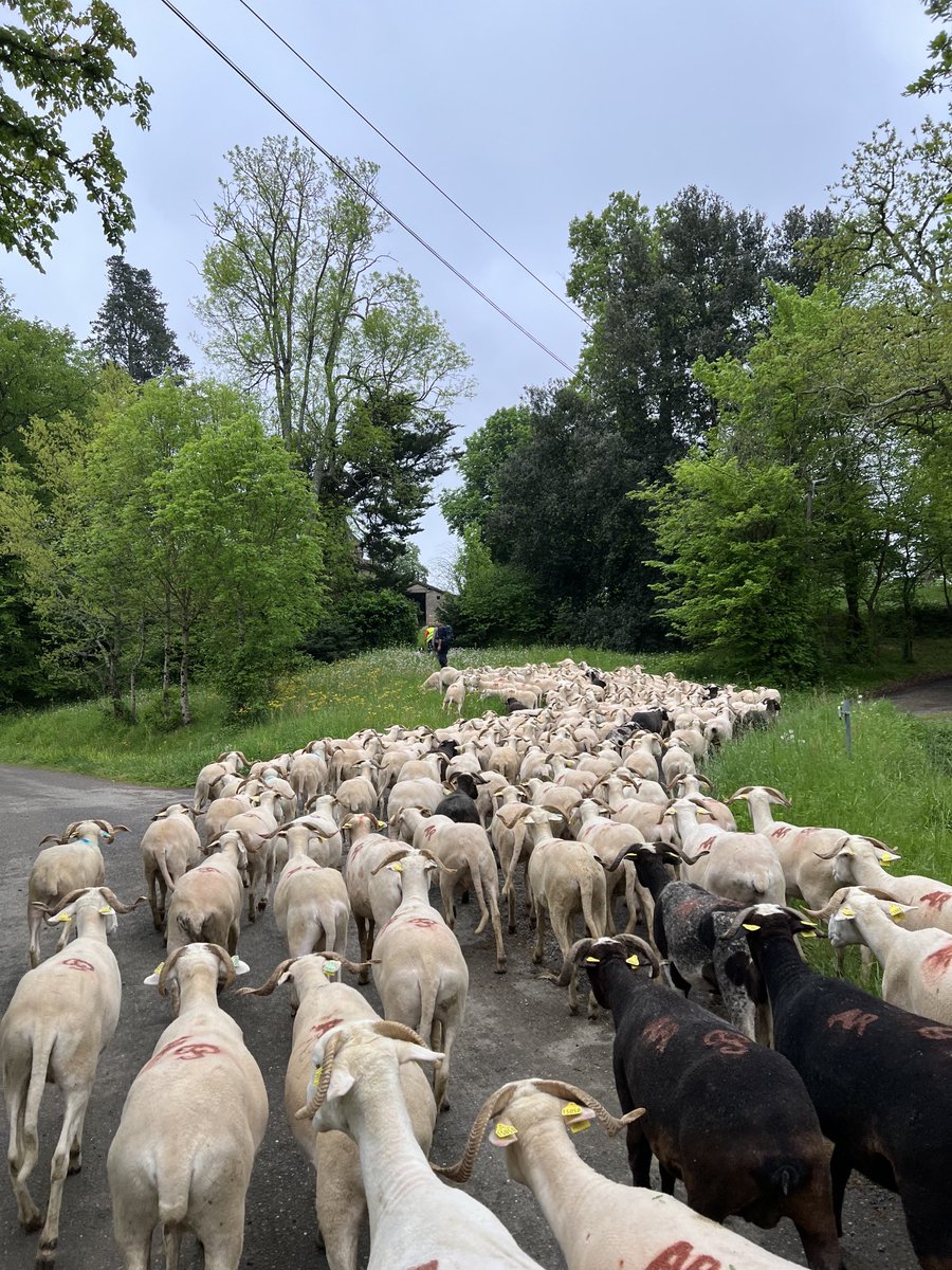 GILOTPYRENEES's tweet photo. Pour cette 5ème étape le troupeau croise un des chemin de saint Jacques à Pouylebon, dans le #Gers, où le four à bois a été rallumé pour l’occasion, quelques pizzas en guise de bienvenue aux marcheurs ! 
La transhumance incite au partage ! ⁦🐏🐑 https://t.co/Rw9xOVbbIr