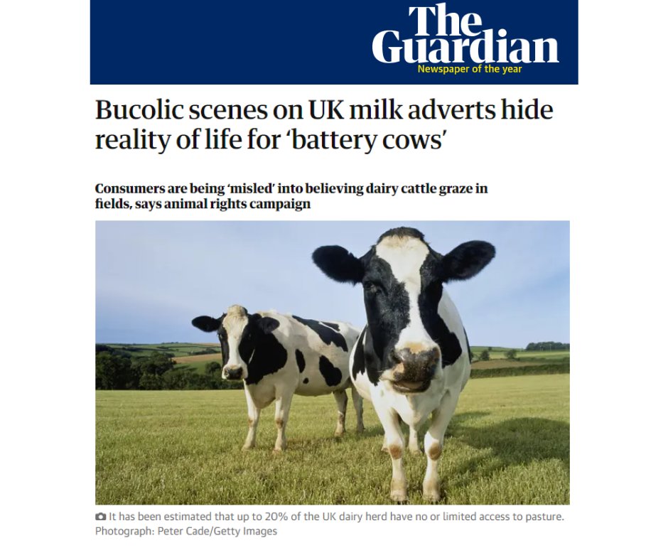vivacampaigns's tweet photo. ❗BREAKING NEWS - NEW INVESTIGATION DETAILS RELEASED IN THE GUARDIAN
We are exposing the reality of ‘zero grazing’ farms - around 20% of UK dairy farms now adopt this intensive practice and it's on the rise. 🐮👎 @guardian #animalsfarmed https://t.co/su0Foim1WV