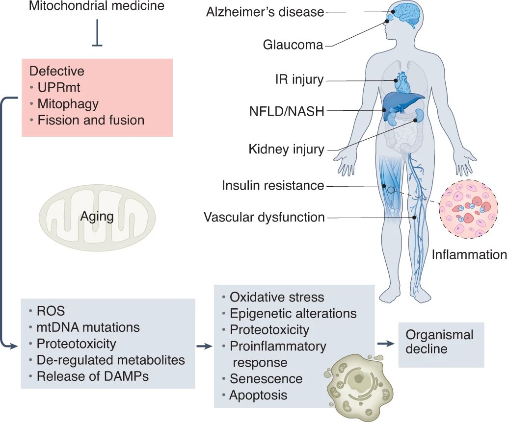 Mito_Therapy's tweet photo. Good sunday mito-scientists ! Don't miss this rich selection of papers related to #mitochondrialmedicine presorted by
@Bims_BiomedNews

https://t.co/5JleeFBAkV

CAPTION: Pleiotropic effects of mitochondria in aging https://t.co/MA7TA6k4I7