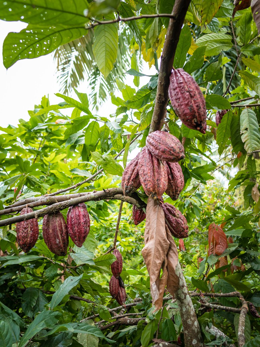 JamesNzanzu's tweet photo. Il y a 20 ans, la production de cacao en #RDC était nulle. 
Aujourd'hui, l'Est de la #RDC  est l'une des régions productrices de cacao et dont la croissance est la plus rapide au monde. Son exportation est evalué à 50 000 tonnes par an.
1/n

#agribusinesstalk , #agriculture https://t.co/DThnwwLkGA