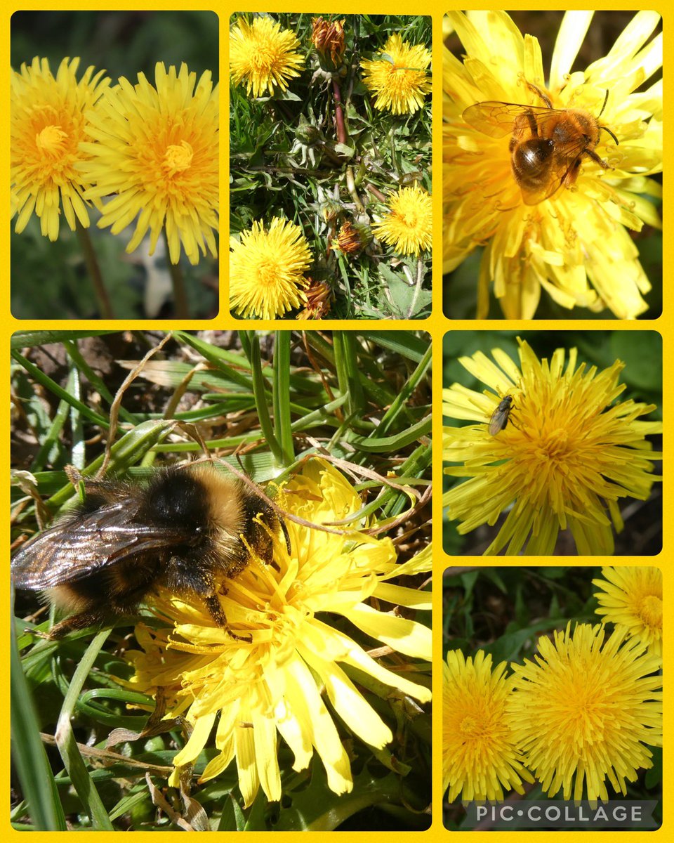 On  #InternationalDayoftheDandelion…#LetThemGrow to feed Bumblebees and other pollinators @DandelionAppre1 @ScotPollinators @BumblebeeTrust 🌼🐝🌼🐝🌼….