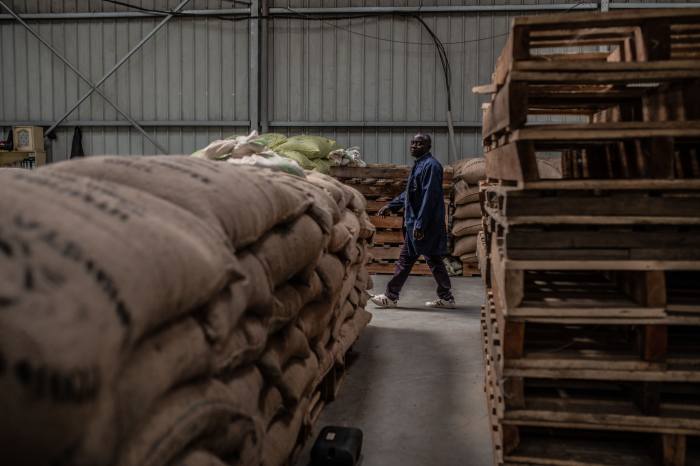 JamesNzanzu's tweet photo. Il y a 20 ans, la production de cacao en #RDC était nulle. 
Aujourd'hui, l'Est de la #RDC  est l'une des régions productrices de cacao et dont la croissance est la plus rapide au monde. Son exportation est evalué à 50 000 tonnes par an.
1/n

#agribusinesstalk , #agriculture https://t.co/DThnwwLkGA