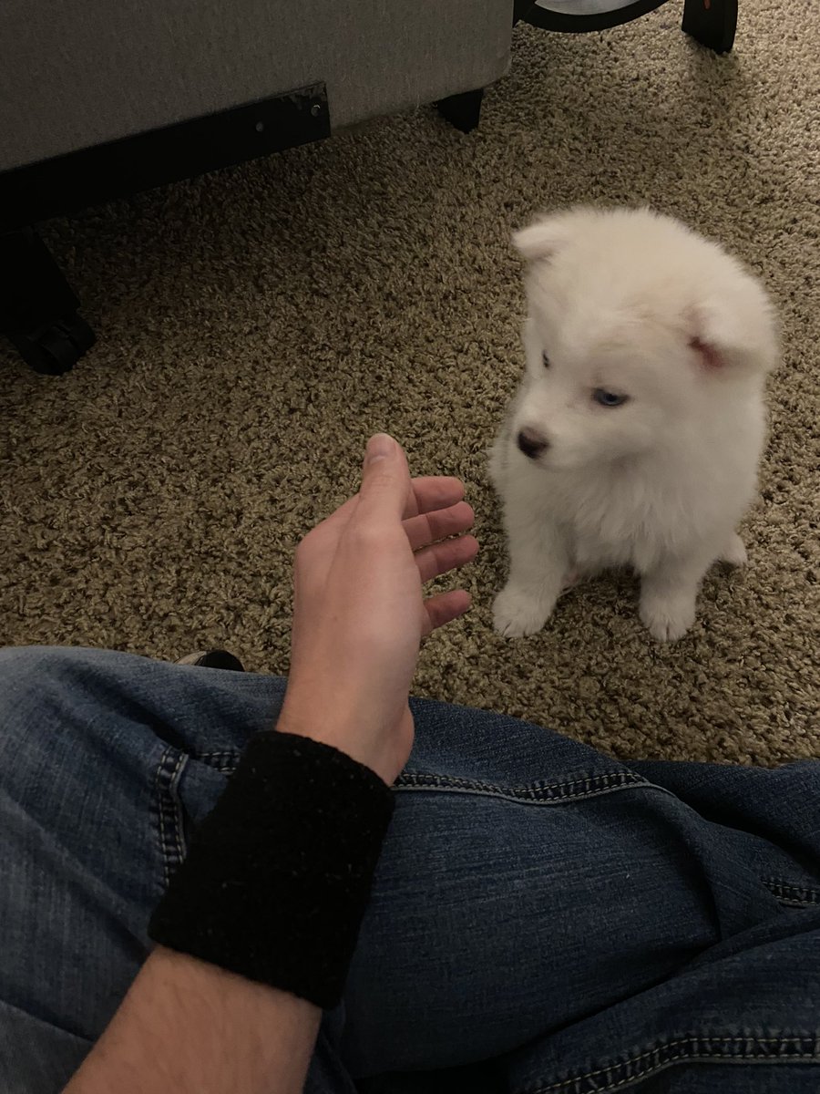 The Bearchives - Now on Tumblr! tweet media