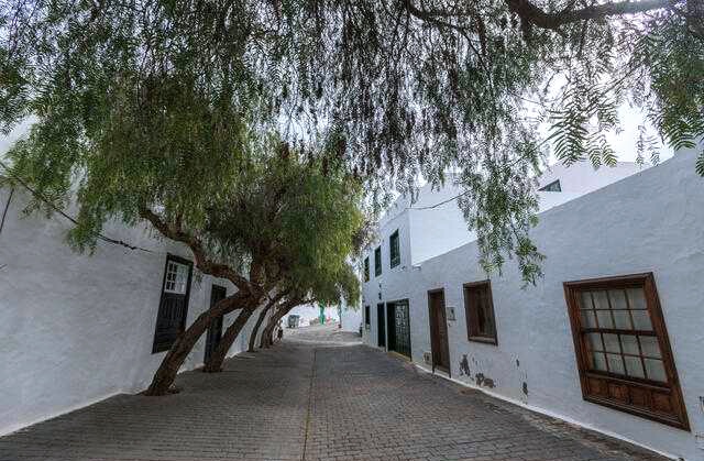 FenixCanarias's tweet photo. Los árboles 🌳 en las calles ofrece beneficios tanto ambientales como sociales.
No solo mejoran la calidad del aire y sirven de Aire Acondicionado natural sino que pueden aumentar la biodiversidad 🐝y reducir la contaminación acústica. https://t.co/HFSqEMKPDF