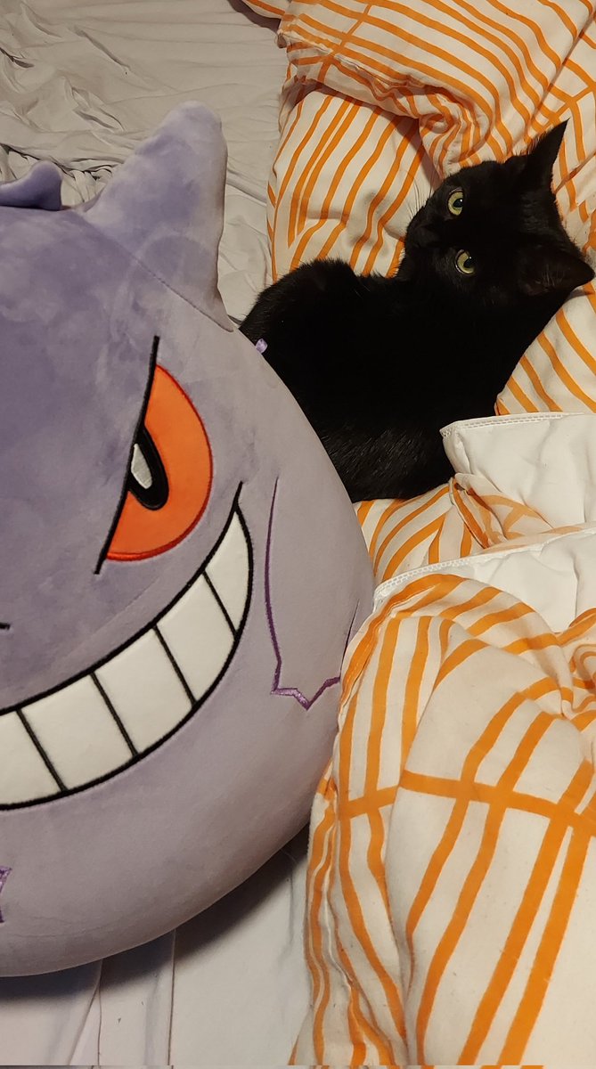 MoogleMoment's tweet photo. I can never make my bed, because Poe always immediately steals the cover. https://t.co/PzX2UaLseq