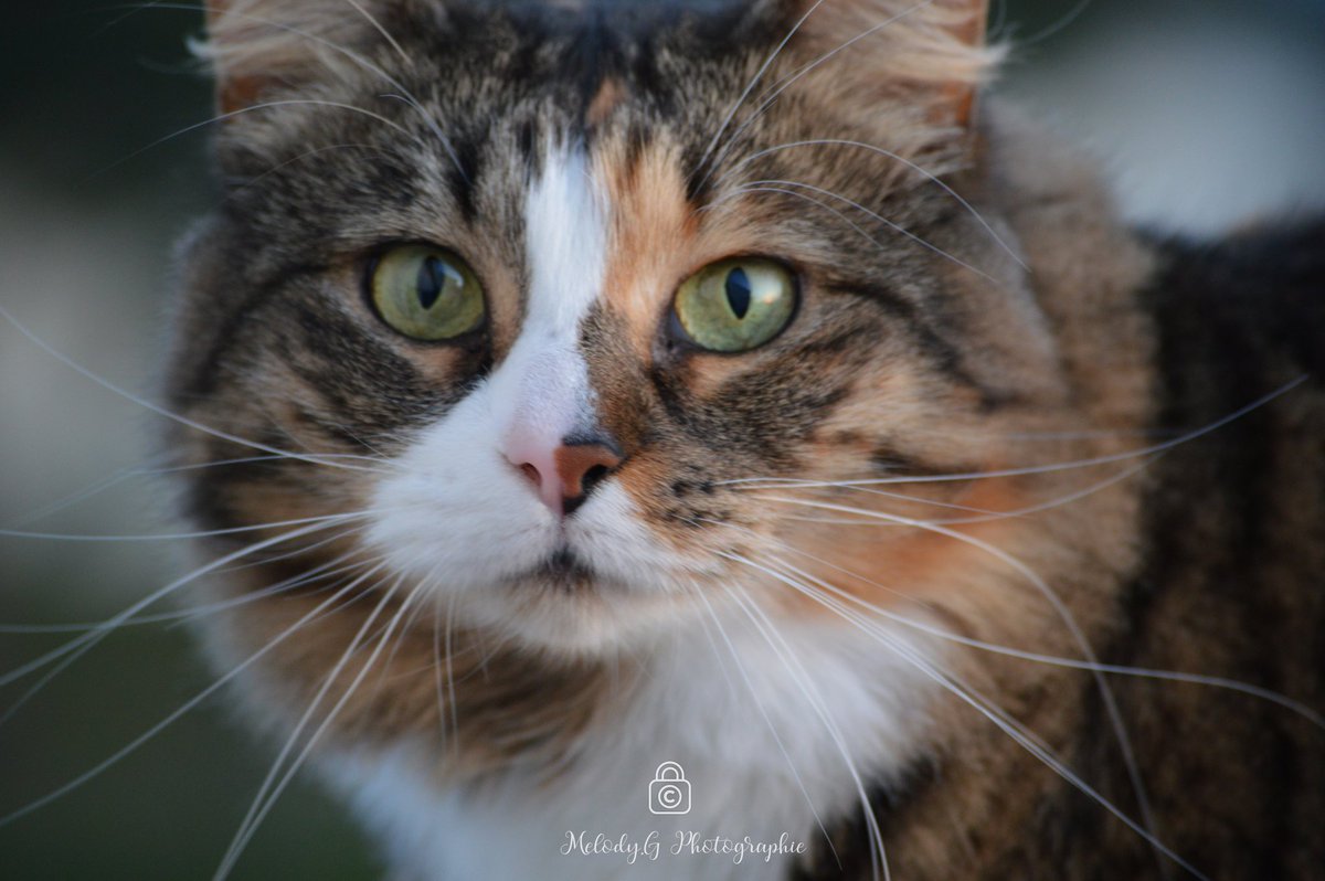 melounantho's tweet photo. 📸-Notre "petite" Nala
Oui car du haut de ces 6 ans Nala est beaucoup plus grande et grosse que sa maman ❤️
#Cat #chats #nikon #nikonphotography #felin #animal #photography #photo #photooftheday #photographer #photocats #photoanimal https://t.co/euk5dQFJ14