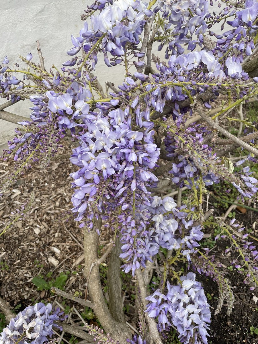 RelaxMeditate's tweet photo. Everything looked amazing in bloom today @Chiswick_House and gardens. Well done to nature and all the staff/ volunteers! 🎉👍🏽🙏 https://t.co/tDSquayJ4h