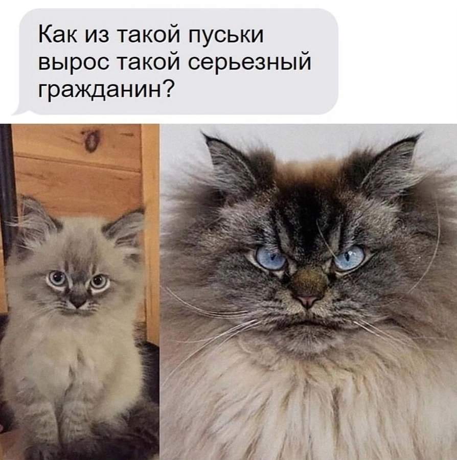 Смешные картинки с котами и надписями для поднятия настроения