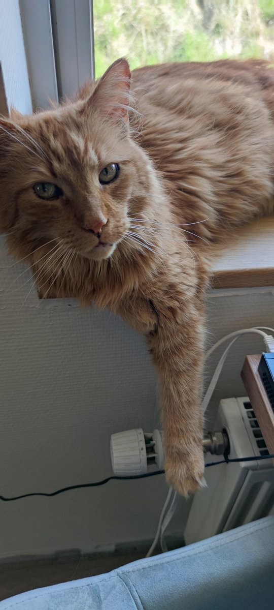 "Give me snacks, or the internet goes" Seko has learned our weakness, better give him snacks 🤯