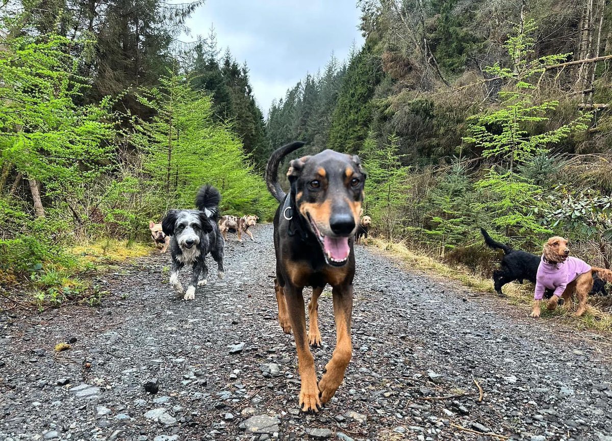 I still have a massive grin on my face. I’m back with my friends #DogsofTwittter