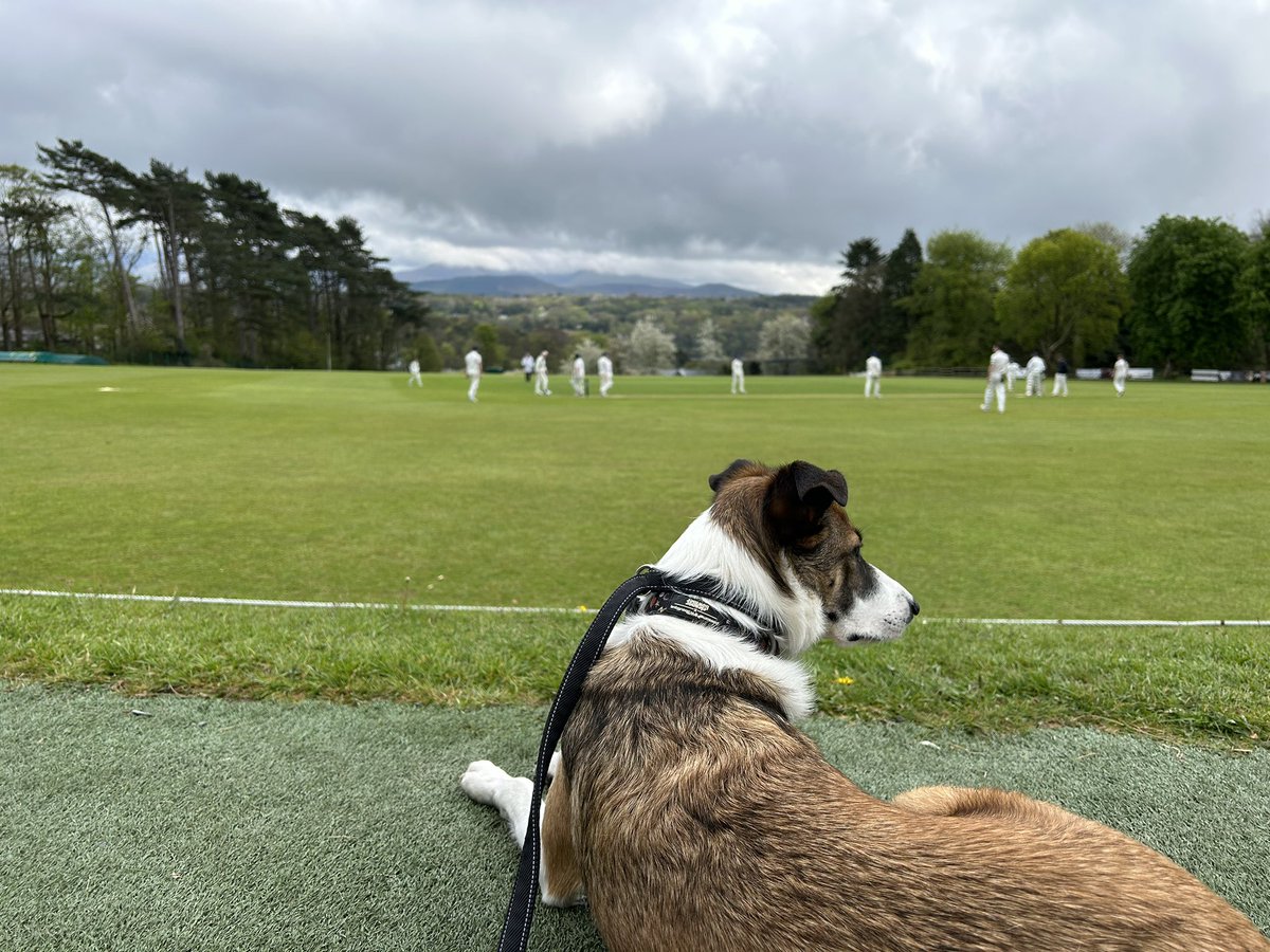<a href="/dogsatcricket/">Dogs at Cricket Grounds</a>