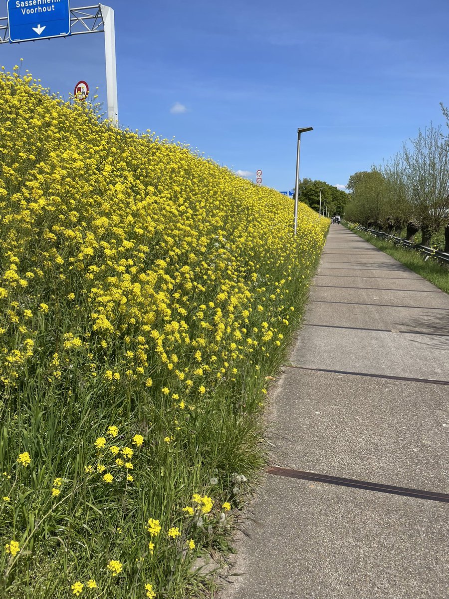 Nog nooit zóveel van deze bloemen langs fietspaden zien staan. Is dat een goed of juist een slecht treken ivm stikstof crisis? Wie weet het antwoord hierop? Dank!
