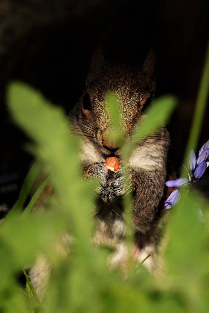 WildlandFocus's tweet photo. Surreptitious Squirrel 

#squirrel #wildlifephotography  
#ThePhotoHour 
#TwitterNaturePhotography https://t.co/CmaS6QJHZG