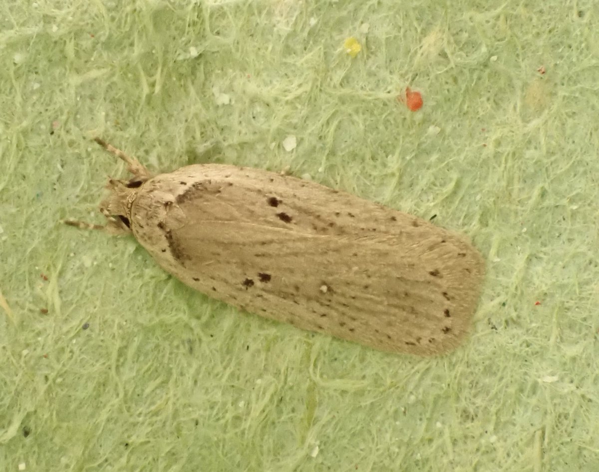 Moth du jour: Agonopterix yeatiana. I'm lucky to see one a year in the garden. Three so far this year and not a common moth in Glos. #Teammoth #GlosMoths