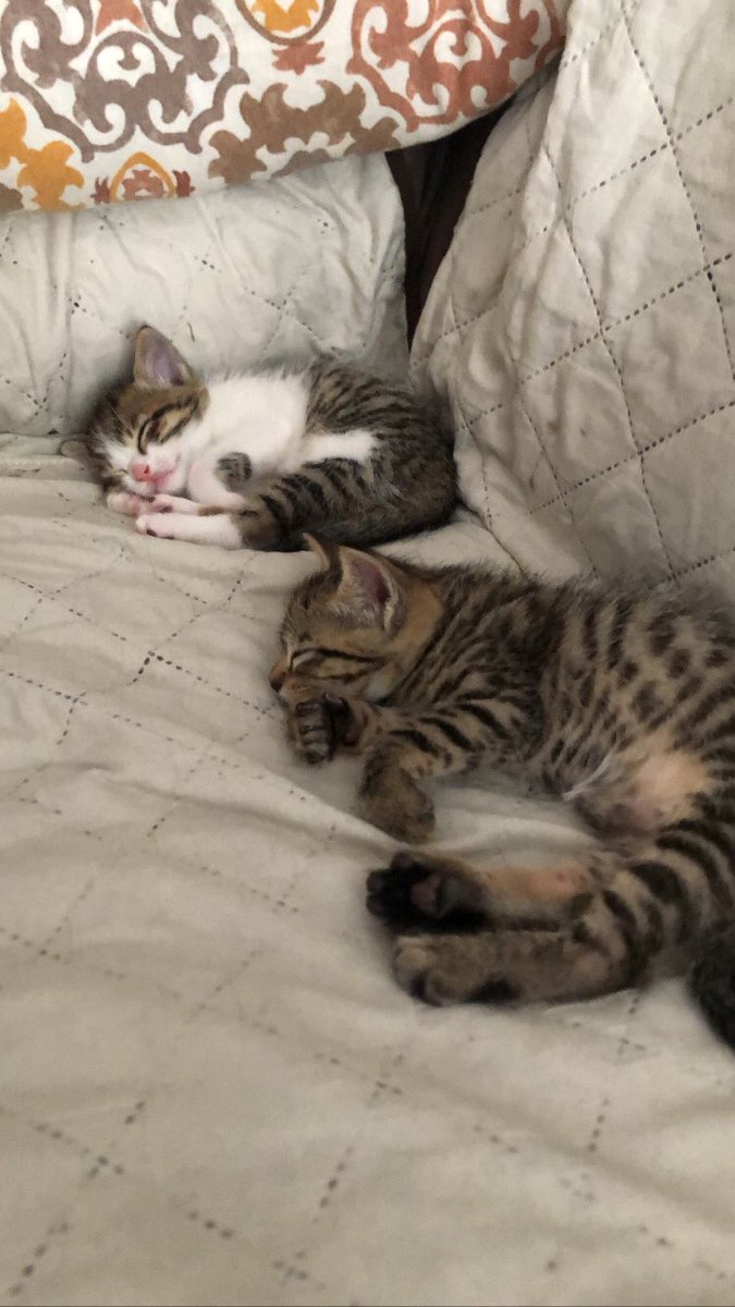 Se regalan gatos en Don Benito, Badajoz

Son suuuper cariñosos y ya saben usar la arena 🫶🏻
Necesito buscarles un hogar porque no me puedo quedar con todos 

Agradezco difusión aunque no seais de Extremadura 🙏