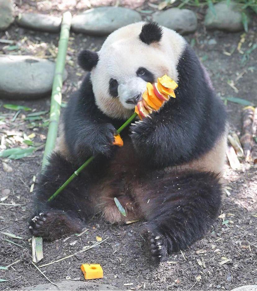 PandasDaily2's tweet photo. Don’t let anyone tell you
You can’t have a pumpkin kebab https://t.co/Wk6OVcIC4x