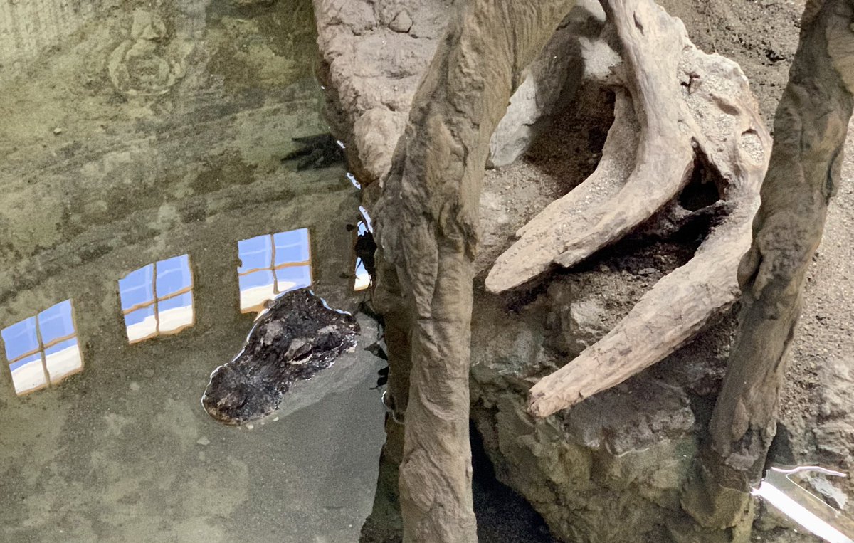 dtd99's tweet photo. On this rainy day in Northeast Ohio, I think back to the bright, sunny, and beautiful day we spent at the @CincinnatiZoo earlier this month! #CincyZooPic #MyOhioFun #Travel #Cincinnati https://t.co/2qtOFJVUuu